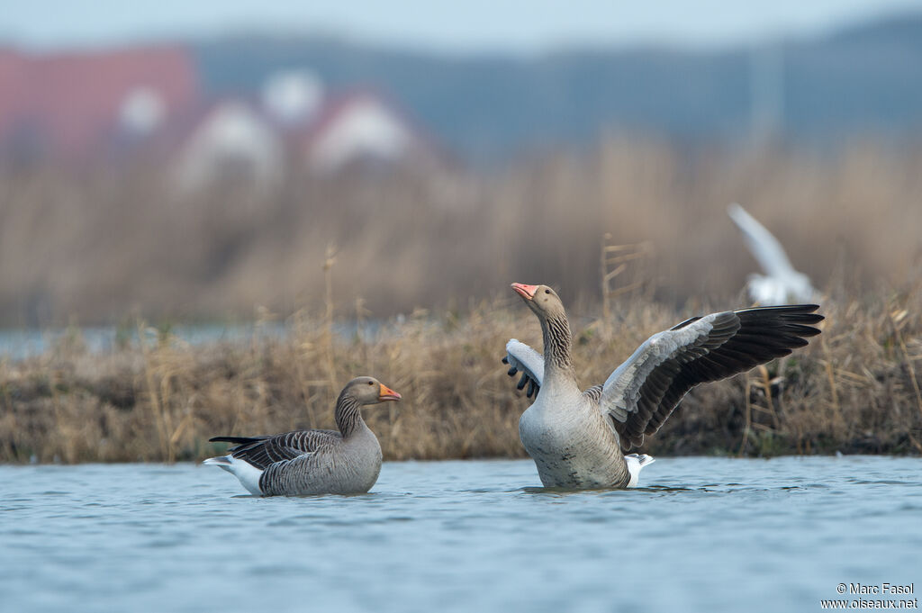 Greylag Gooseadult