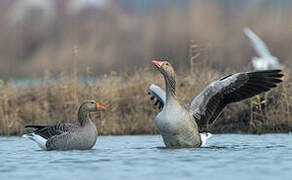 Greylag Goose