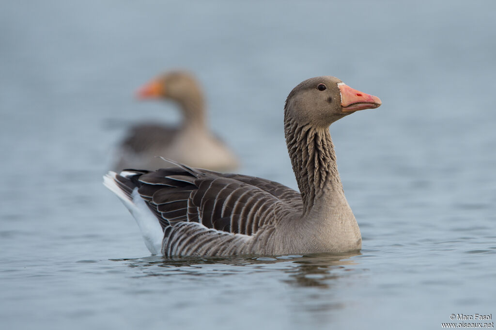 Greylag Gooseadult breeding