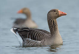 Greylag Goose