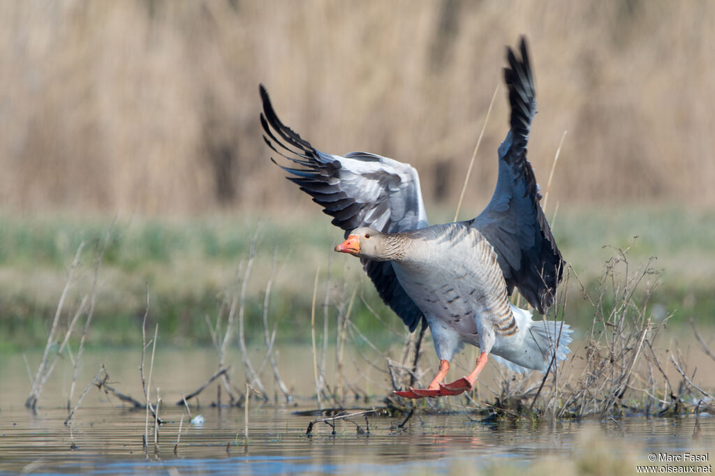 Greylag Gooseadult, Flight