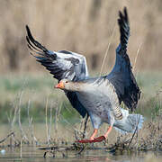 Greylag Goose