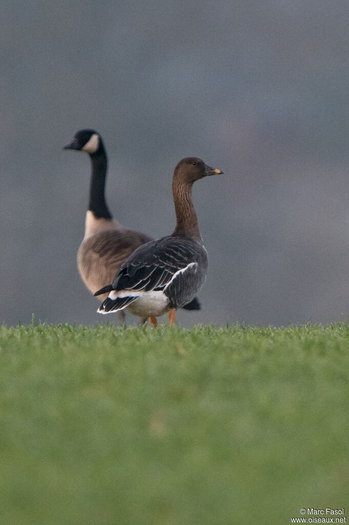 Tundra Bean Gooseadult, identification