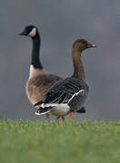 Tundra Bean Goose