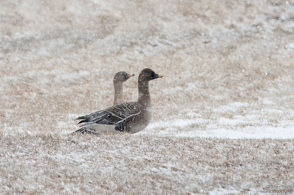 Tundra Bean Goose, identification