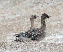 Tundra Bean Goose