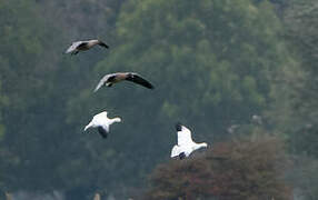 Ross's Goose