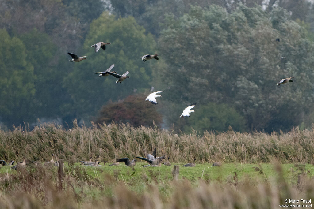 Ross's Gooseadult post breeding, Flight