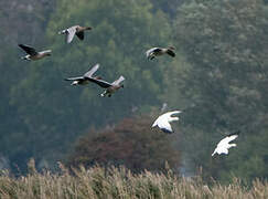 Ross's Goose