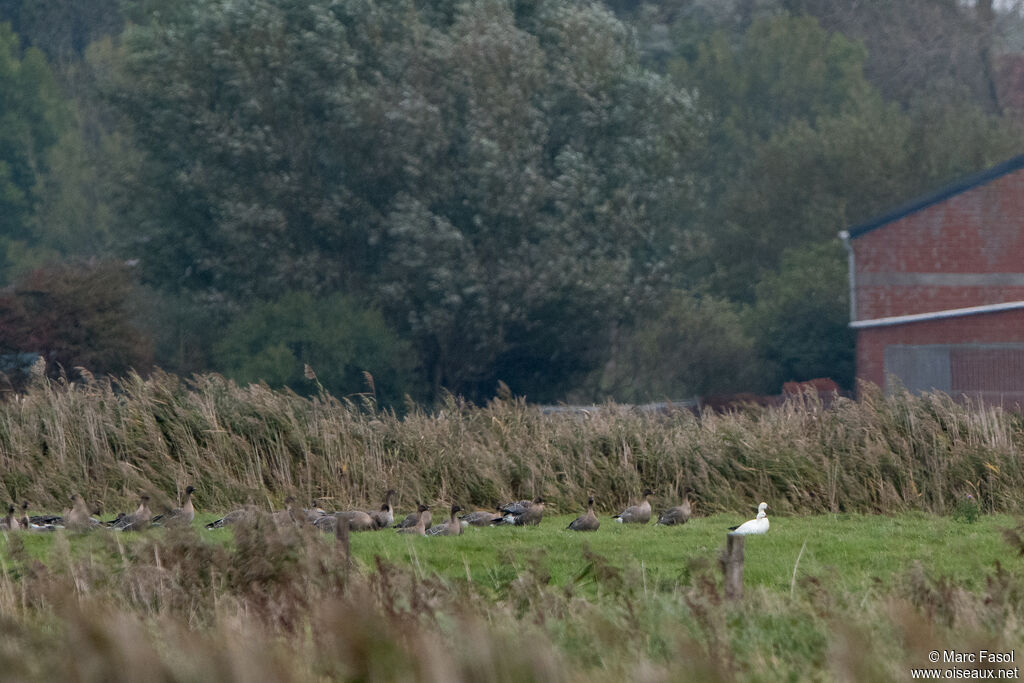 Ross's Gooseadult post breeding, habitat