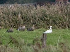 Ross's Goose