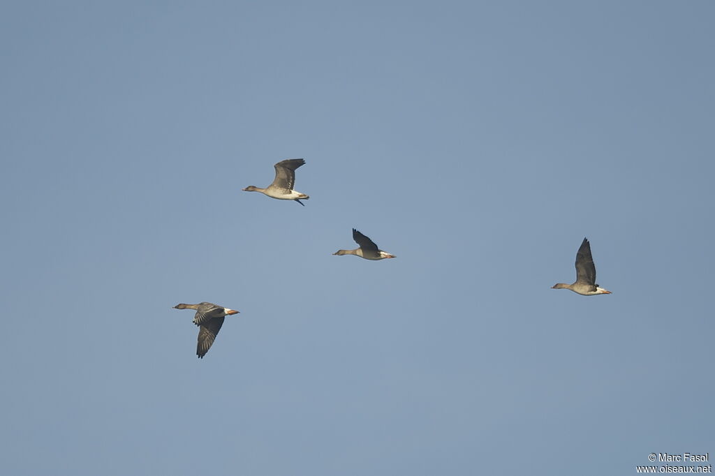 Taiga Bean Goose, Flight