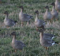 Taiga Bean Goose