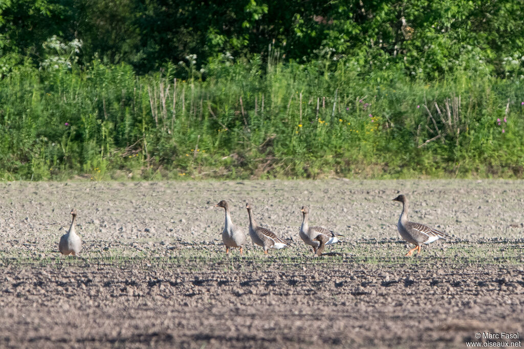 Taiga Bean Goose