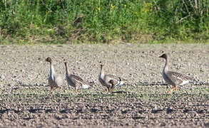 Taiga Bean Goose