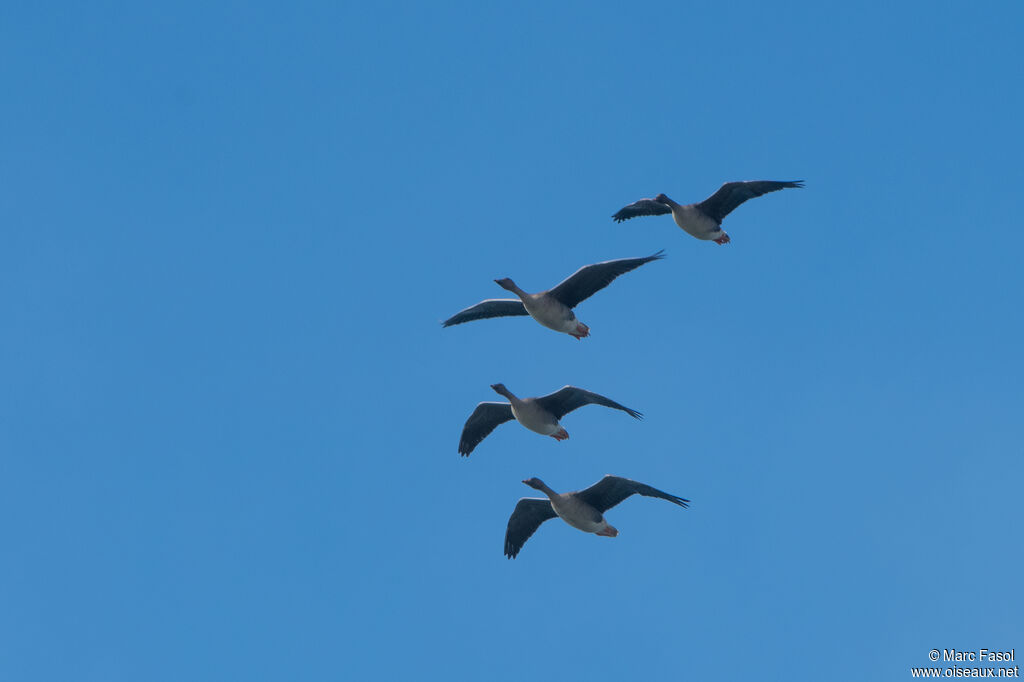 Taiga Bean Goose, Flight