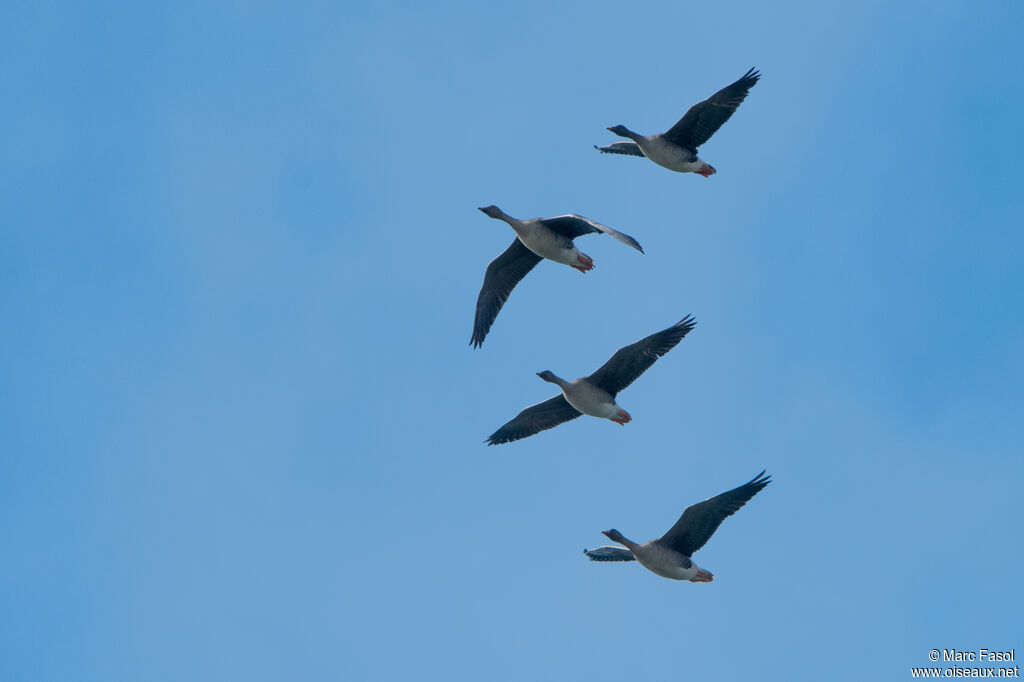 Taiga Bean Goose, Flight