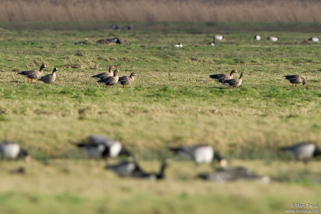 Lesser White-fronted Goose, habitat, Behaviour