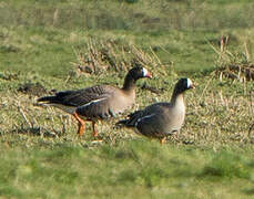 Lesser White-fronted Goose