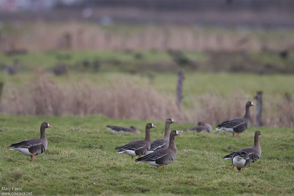 Greater White-fronted Gooseadult, habitat