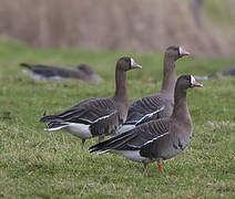 Greater White-fronted Goose