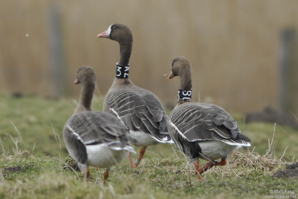 Greater White-fronted Goose