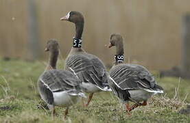 Greater White-fronted Goose