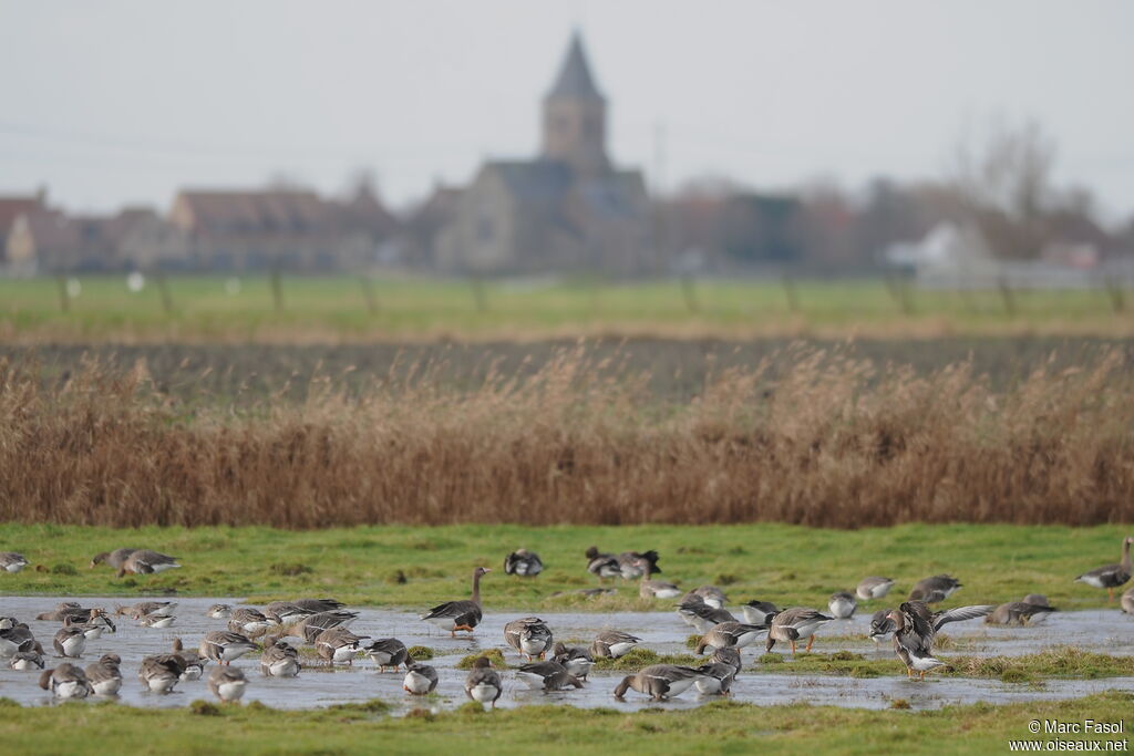 Greater White-fronted Goose, Behaviour