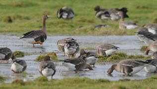 Greater White-fronted Goose