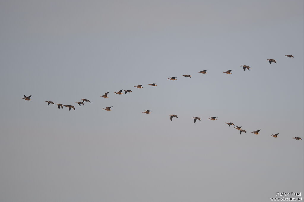 Greater White-fronted Goose, identification, Flight, Behaviour