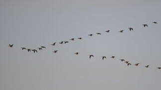 Greater White-fronted Goose