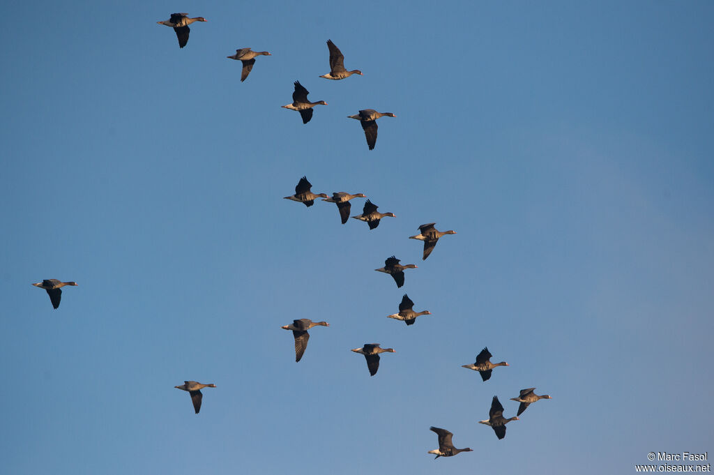 Greater White-fronted Goose, Flight