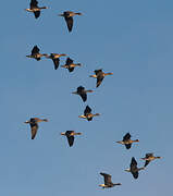 Greater White-fronted Goose