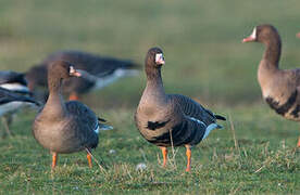 Greater White-fronted Goose