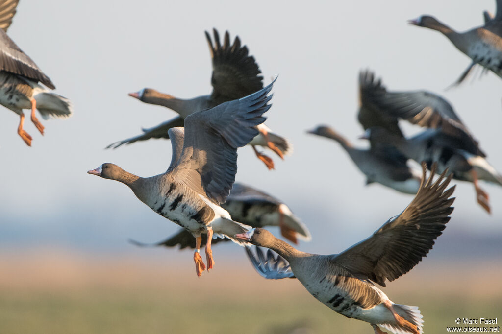 Greater White-fronted Goose, Flight