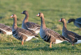 Greater White-fronted Goose