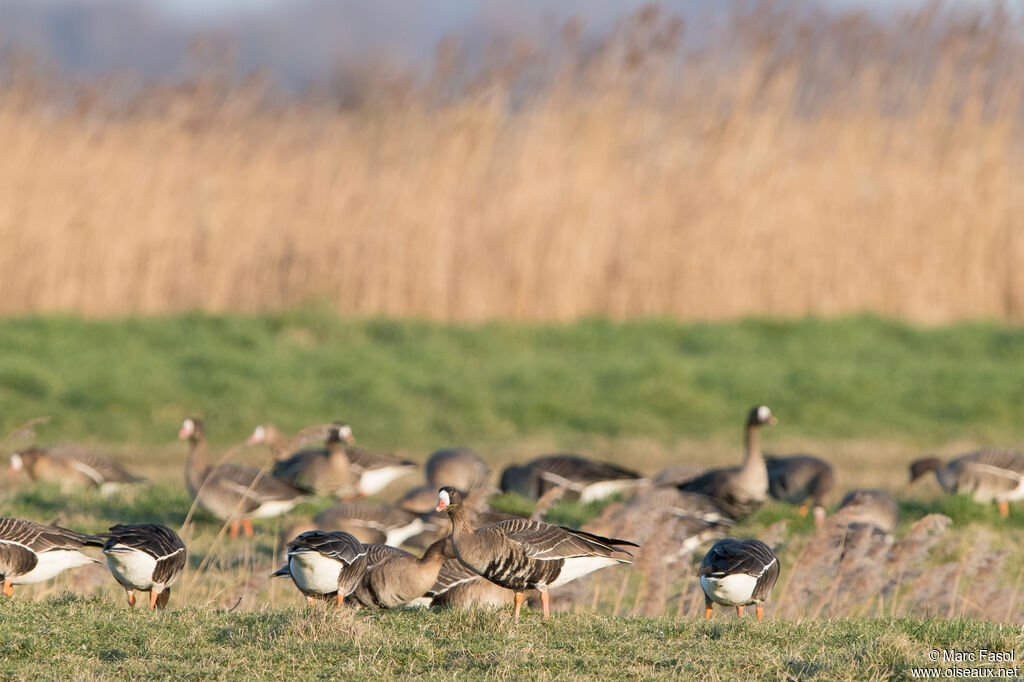 Greater White-fronted Goose