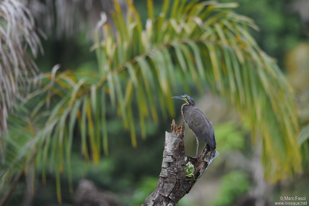 Bare-throated Tiger Heronadult, identification, Behaviour