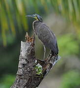 Bare-throated Tiger Heron