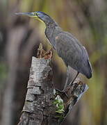 Bare-throated Tiger Heron