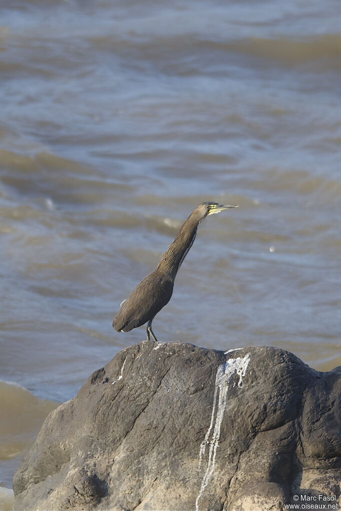 Onoré fasciéadulte, identification, Comportement