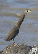 Fasciated Tiger Heron