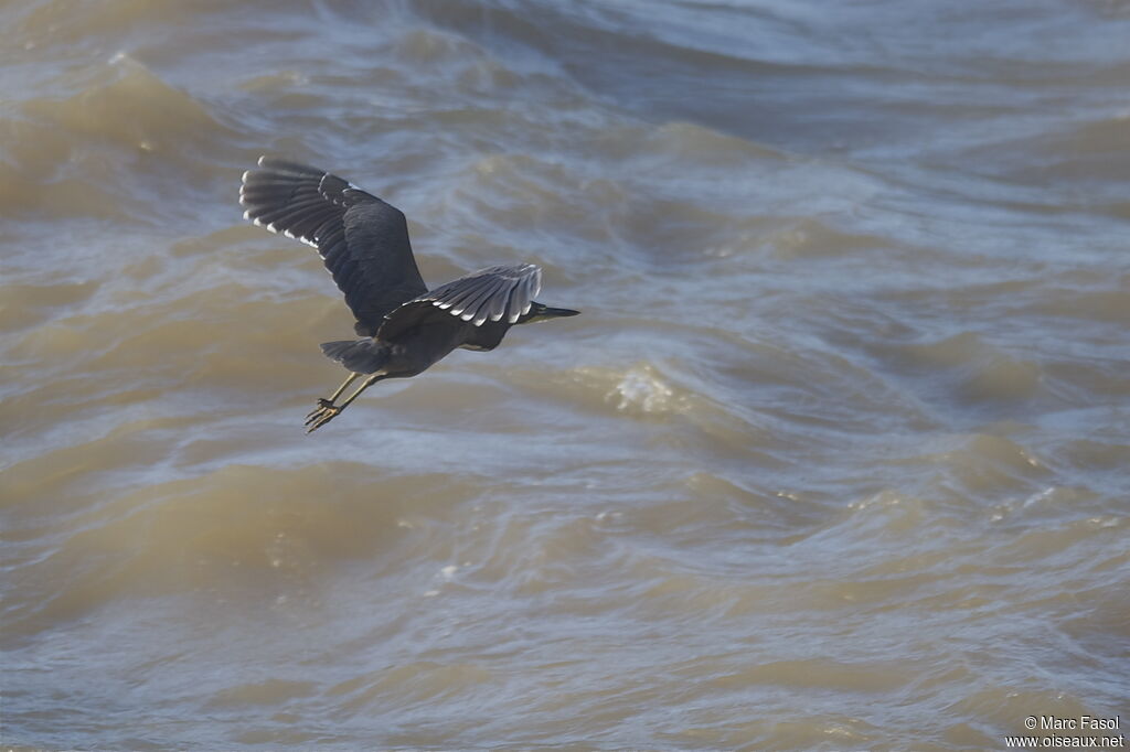 Fasciated Tiger Heronadult, Flight