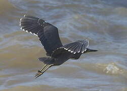 Fasciated Tiger Heron