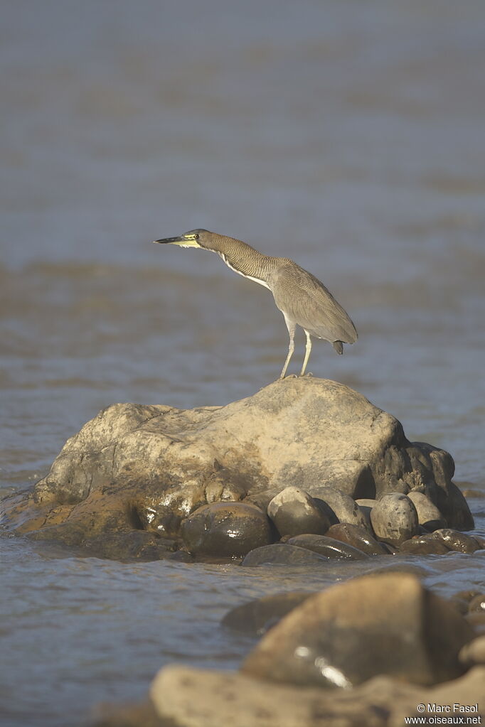 Onoré fasciéadulte, identification, Comportement