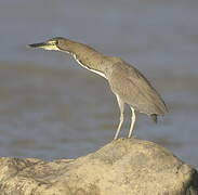 Fasciated Tiger Heron