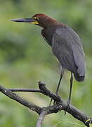 Rufescent Tiger Heron