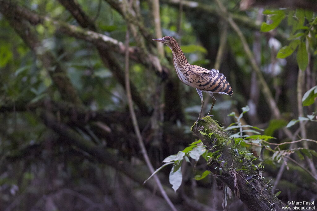 Rufescent Tiger Heronjuvenile, identification