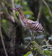 Rufescent Tiger Heron