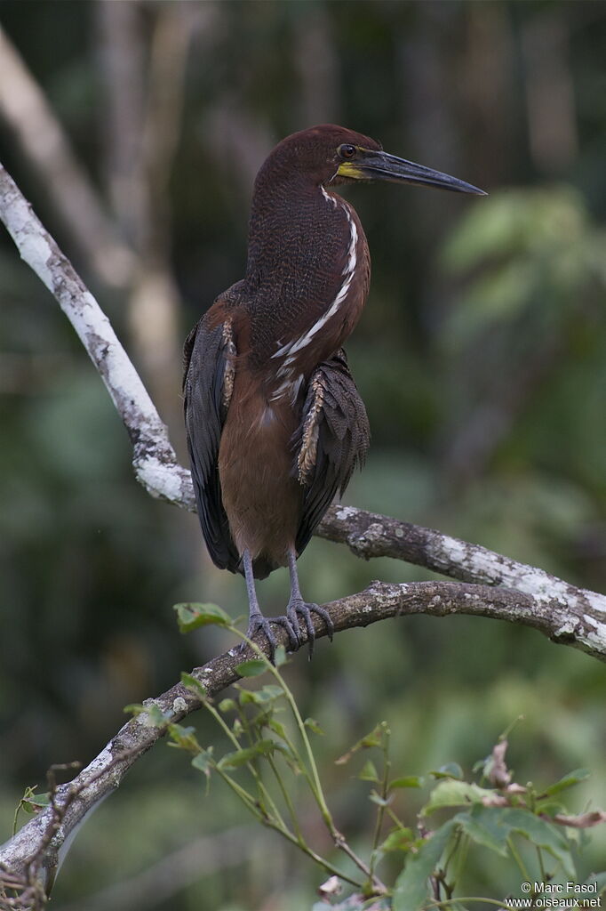 Rufescent Tiger Heronadult, identification